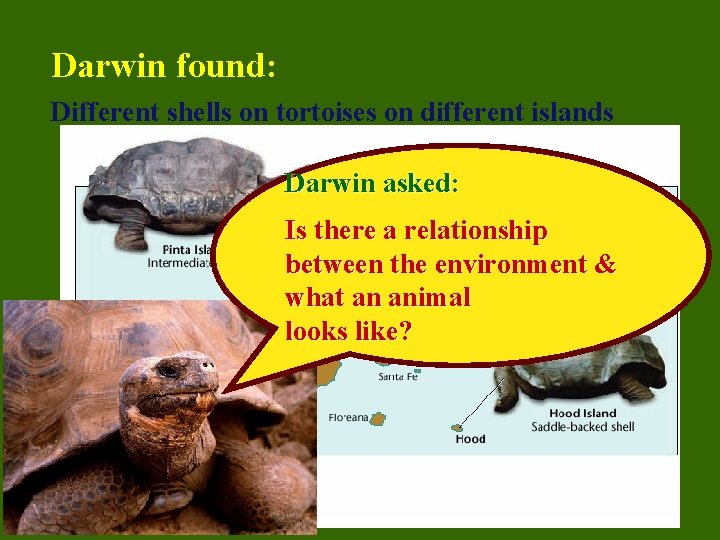 Darwin found: Different shells on tortoises on different islands Darwin asked: Is there a