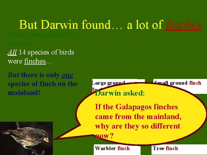 But Darwin found… a lot of finches Darwin was amazed to find out: All