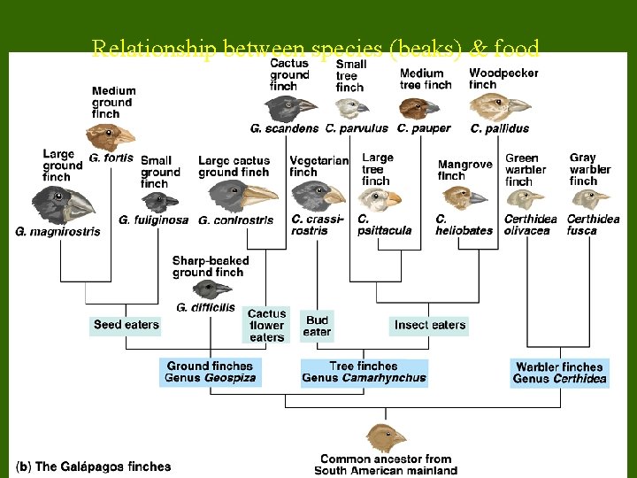 Relationship between species (beaks) & food 