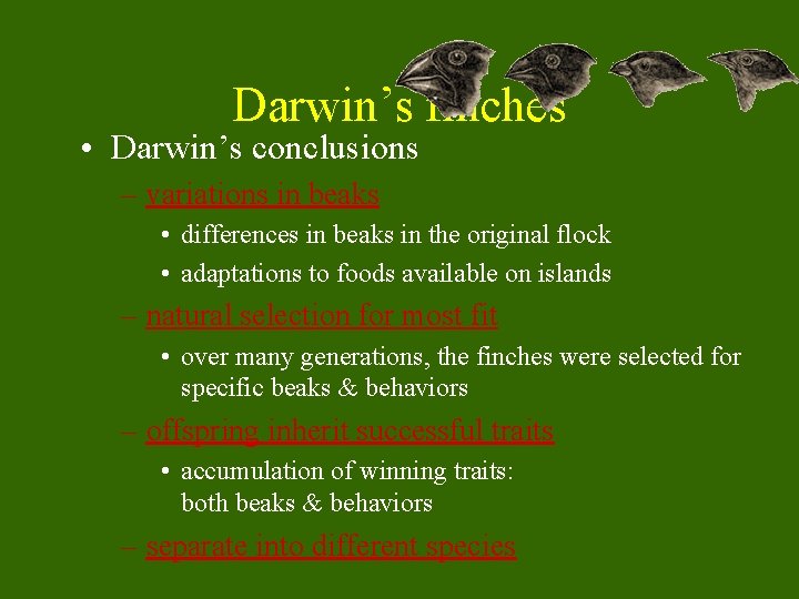 Darwin’s finches • Darwin’s conclusions – variations in beaks • differences in beaks in