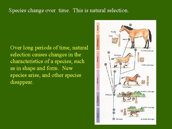 Species change over time. This is natural selection. Over long periods of time, natural