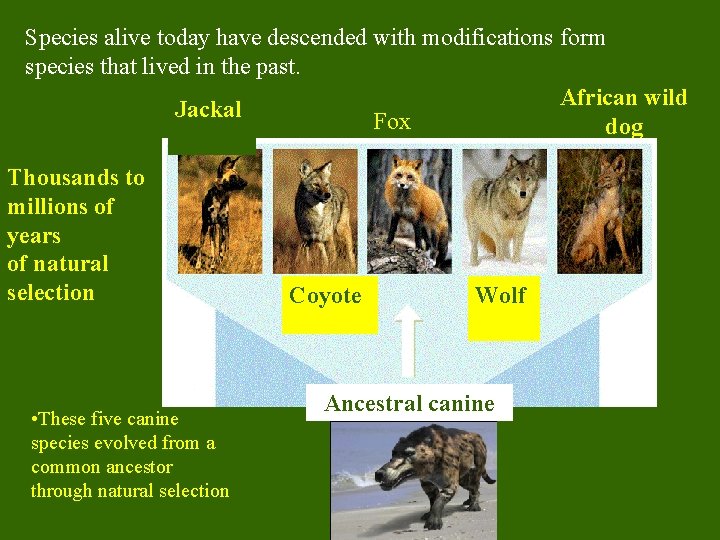 Species alive today have descended with modifications form species that lived in the past.