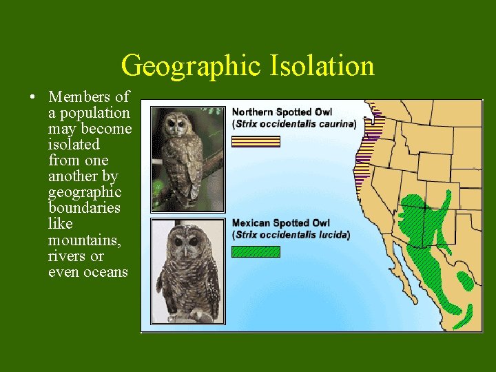 Geographic Isolation • Members of a population may become isolated from one another by