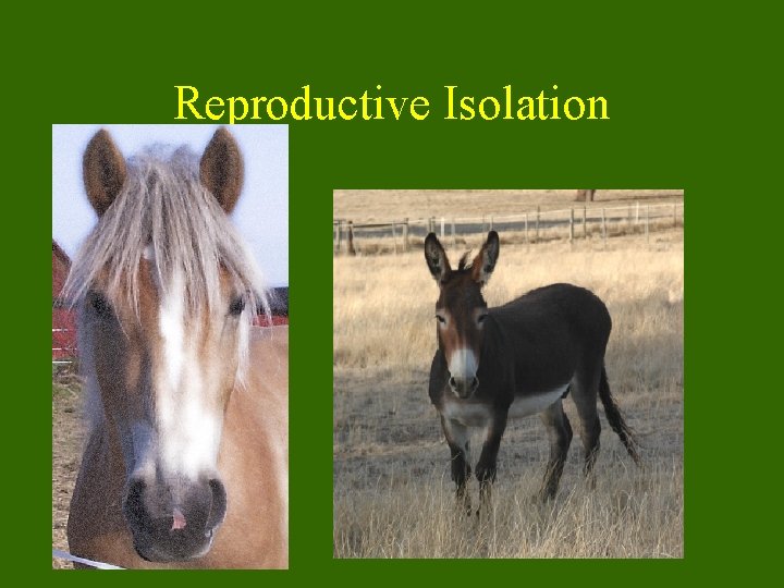 Reproductive Isolation 