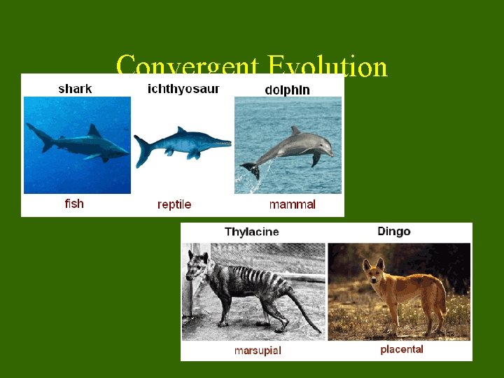 Convergent Evolution 