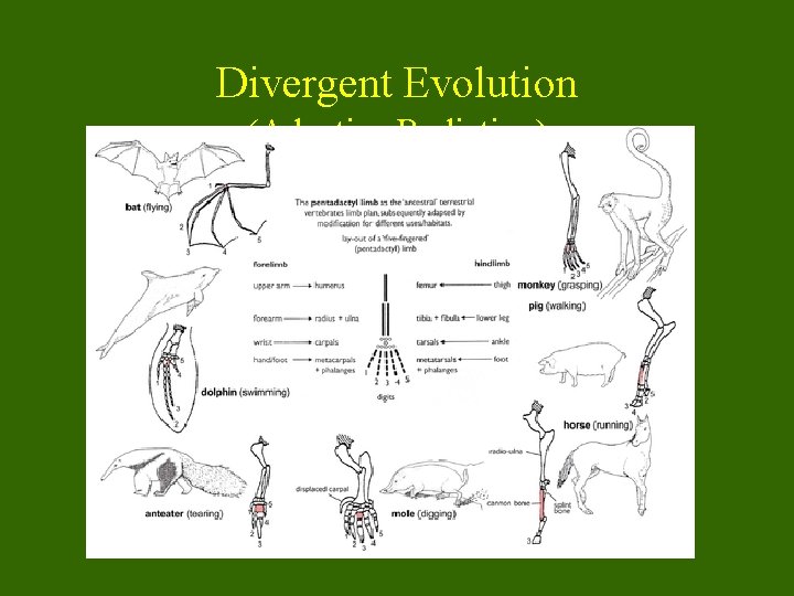 Divergent Evolution (Adaptive Radiation) 