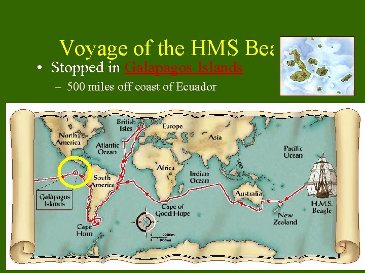 Voyage of the HMS Beagle • Stopped in Galapagos Islands – 500 miles off