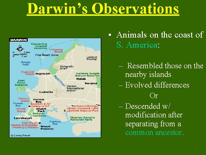 Darwin’s Observations • Animals on the coast of S. America: – Resembled those on
