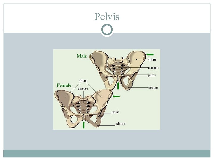 Pelvis 