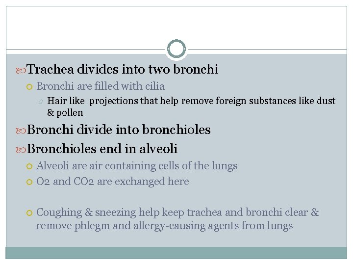  Trachea divides into two bronchi Bronchi are filled with cilia Hair like projections