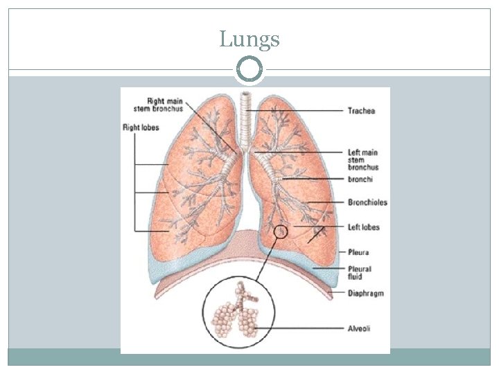 Lungs 