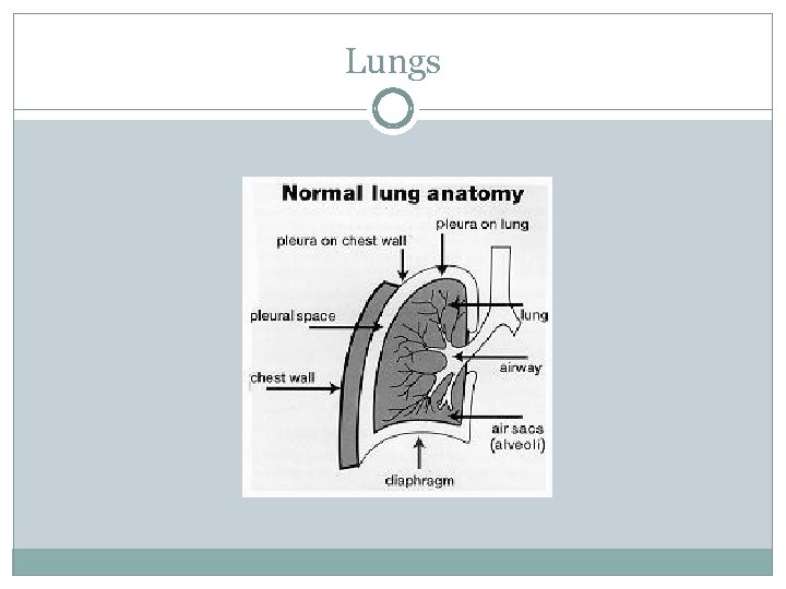 Lungs 