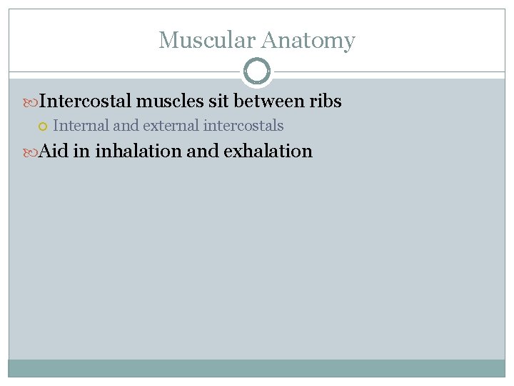 Muscular Anatomy Intercostal muscles sit between ribs Internal and external intercostals Aid in inhalation