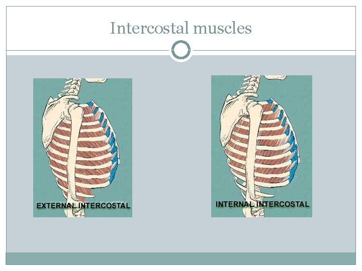 Intercostal muscles 