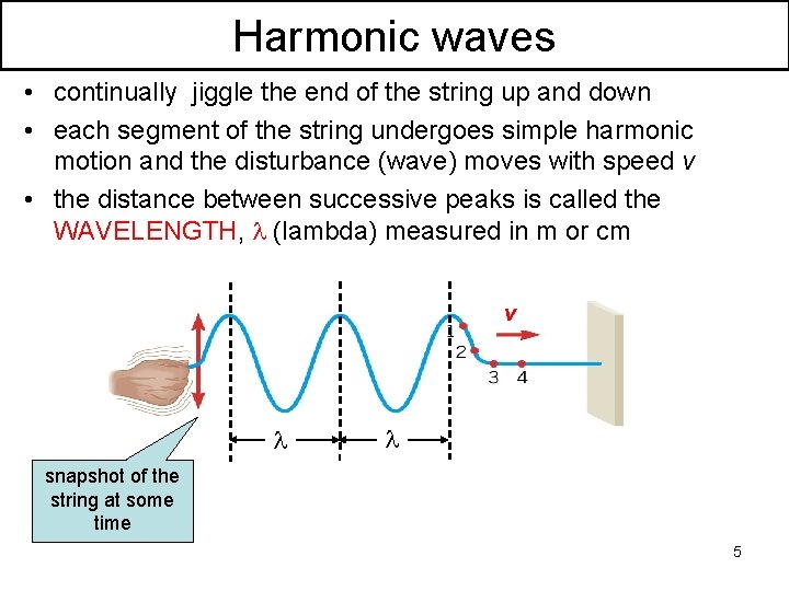 Harmonic waves • continually jiggle the end of the string up and down •