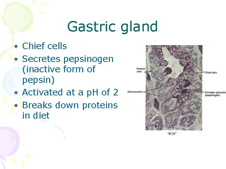 Gastric gland • Chief cells • Secretes pepsinogen (inactive form of pepsin) • Activated