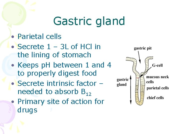 Gastric gland • Parietal cells • Secrete 1 – 3 L of HCl in