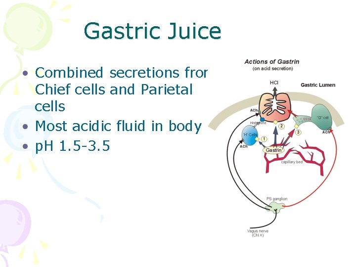 Gastric Juice • Combined secretions from Chief cells and Parietal cells • Most acidic