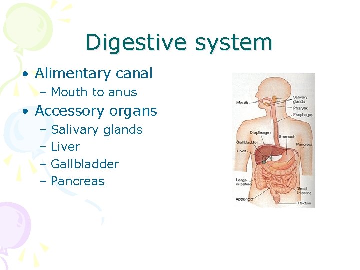 Digestive system • Alimentary canal – Mouth to anus • Accessory organs – Salivary