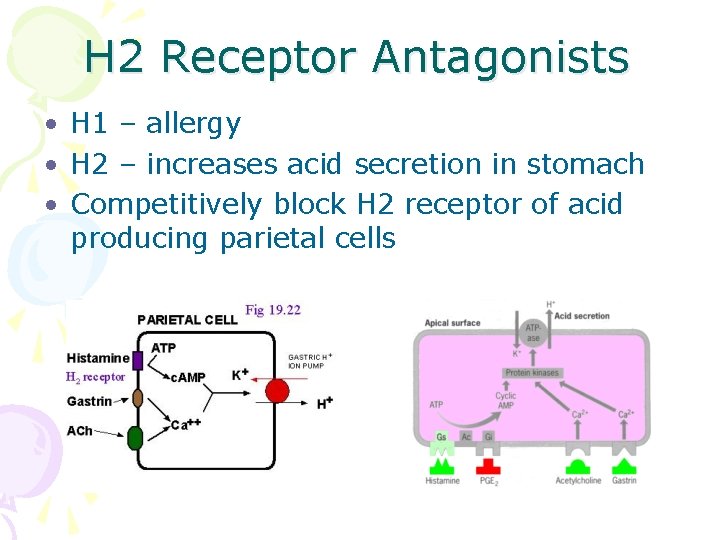 H 2 Receptor Antagonists • H 1 – allergy • H 2 – increases