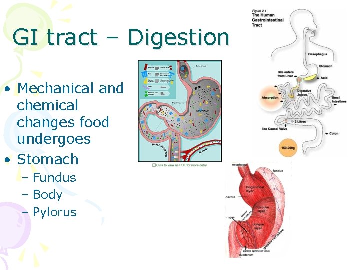 GI tract – Digestion • Mechanical and chemical changes food undergoes • Stomach –