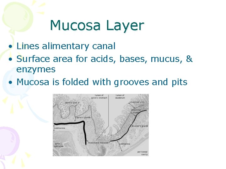 Mucosa Layer • Lines alimentary canal • Surface area for acids, bases, mucus, &