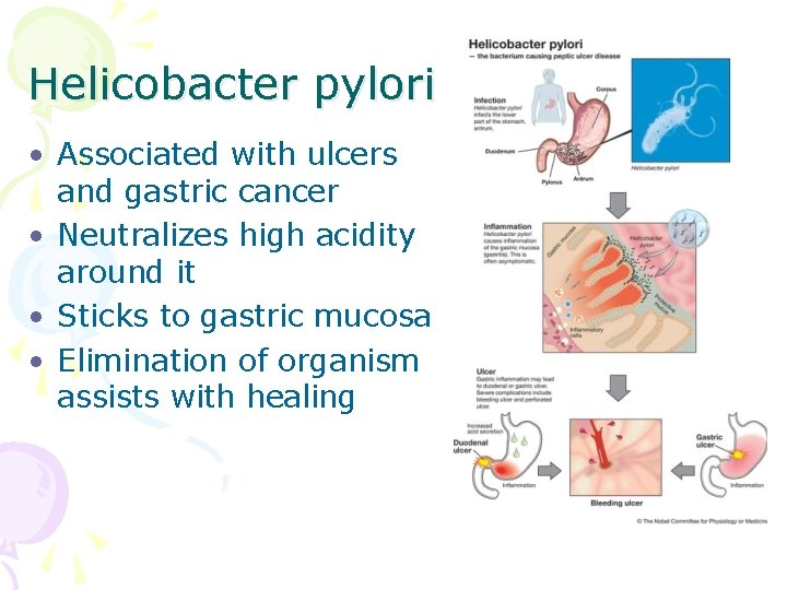 Helicobacter pylori • Associated with ulcers and gastric cancer • Neutralizes high acidity around