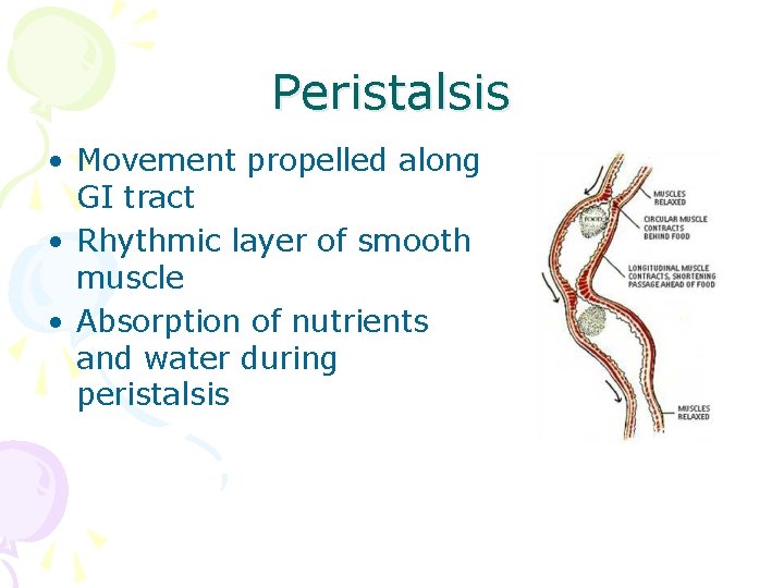 Peristalsis • Movement propelled along GI tract • Rhythmic layer of smooth muscle •