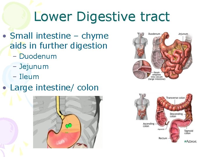 Lower Digestive tract • Small intestine – chyme aids in further digestion – Duodenum