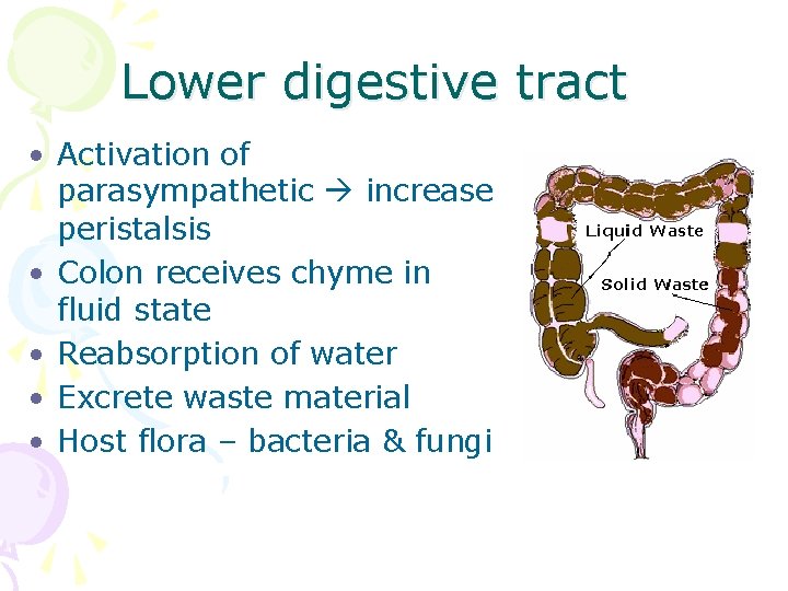 Lower digestive tract • Activation of parasympathetic increase peristalsis • Colon receives chyme in