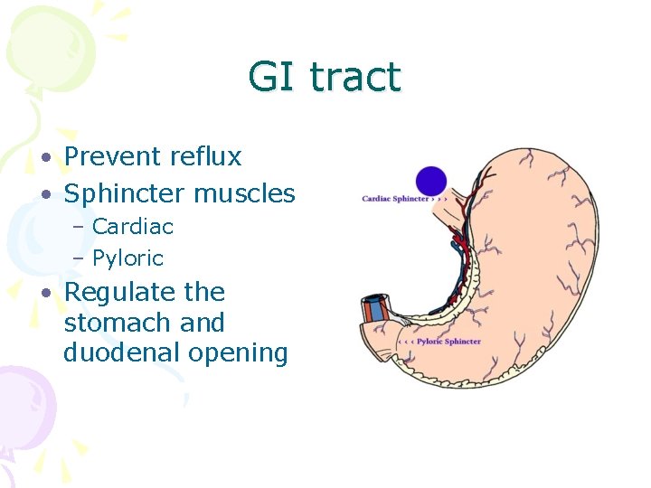 GI tract • Prevent reflux • Sphincter muscles – Cardiac – Pyloric • Regulate