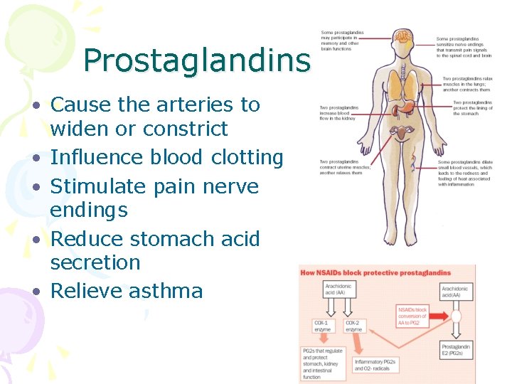 Prostaglandins • Cause the arteries to widen or constrict • Influence blood clotting •