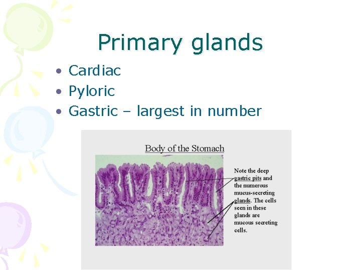 Primary glands • Cardiac • Pyloric • Gastric – largest in number 