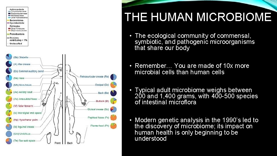 THE HUMAN MICROBIOME • The ecological community of commensal, symbiotic, and pathogenic microorganisms that