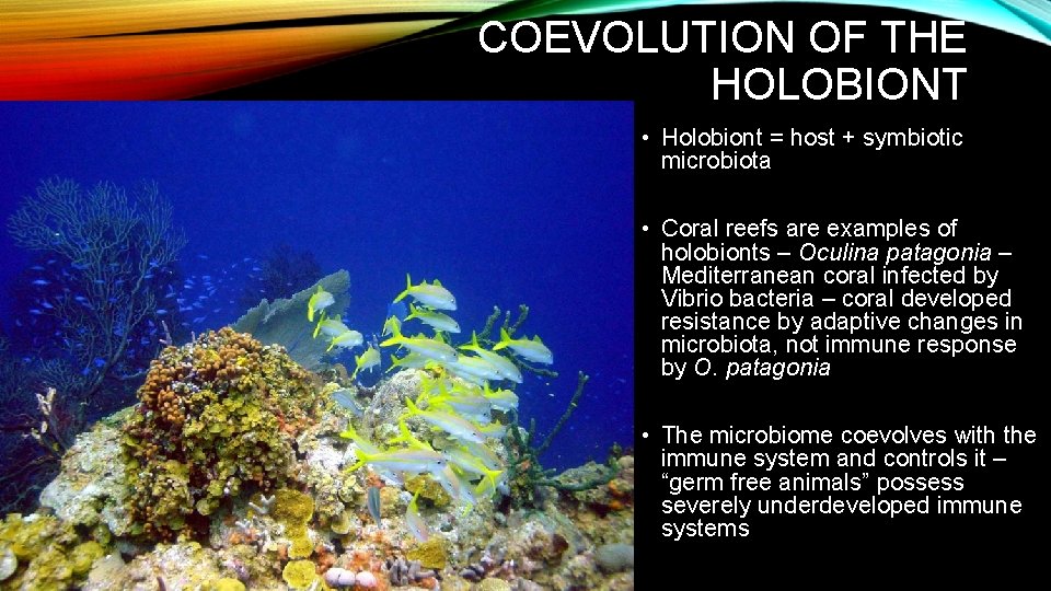 COEVOLUTION OF THE HOLOBIONT • Holobiont = host + symbiotic microbiota • Coral reefs