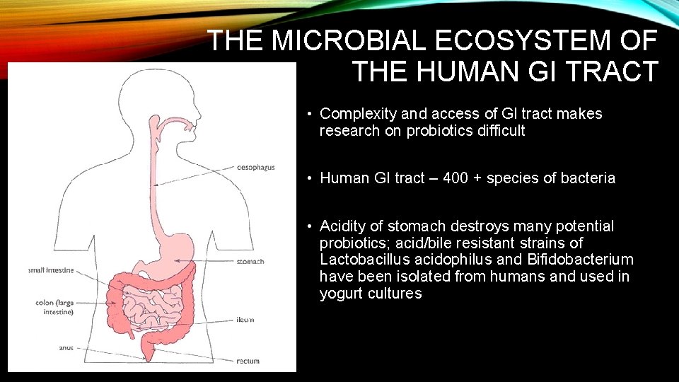 THE MICROBIAL ECOSYSTEM OF THE HUMAN GI TRACT • Complexity and access of GI