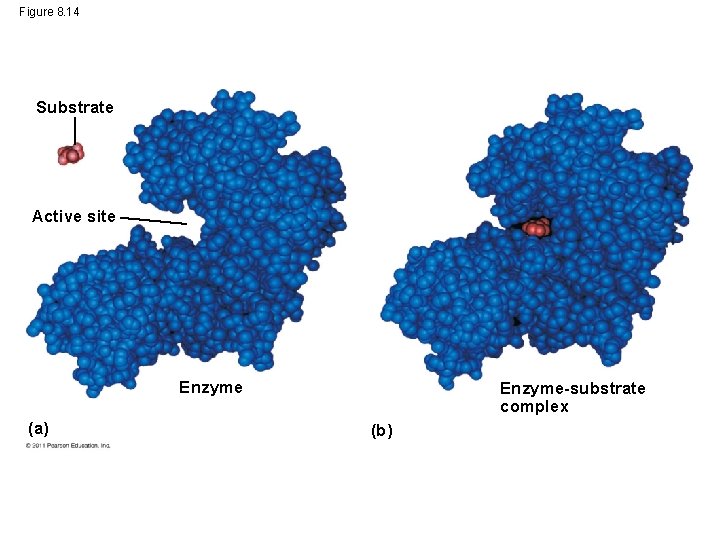 Figure 8. 14 Substrate Active site Enzyme (a) Enzyme-substrate complex (b) 