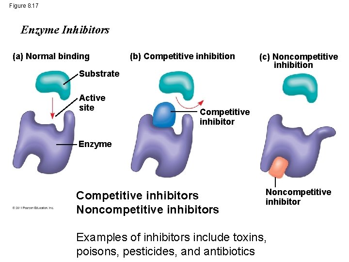 Figure 8. 17 Enzyme Inhibitors (a) Normal binding (b) Competitive inhibition Substrate Active site
