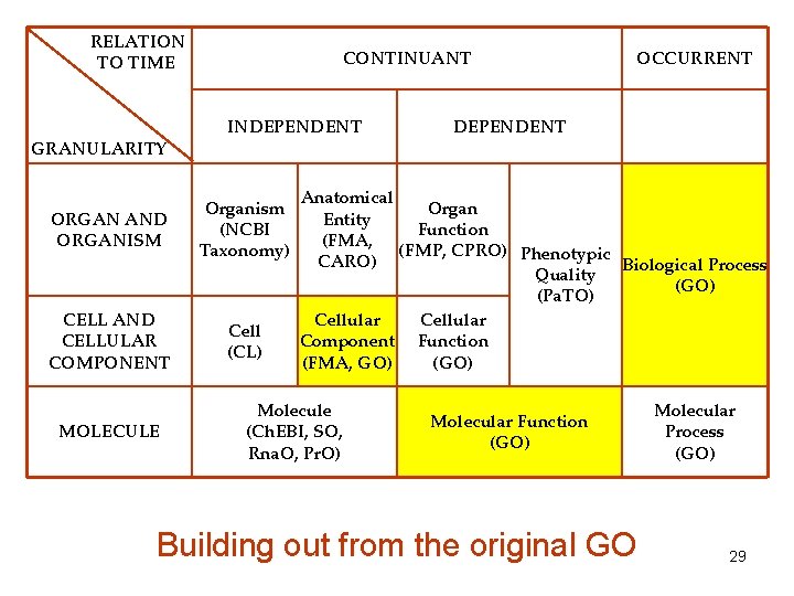 RELATION TO TIME GRANULARITY CONTINUANT INDEPENDENT ORGAN AND ORGANISM Organism (NCBI Taxonomy) CELL AND
