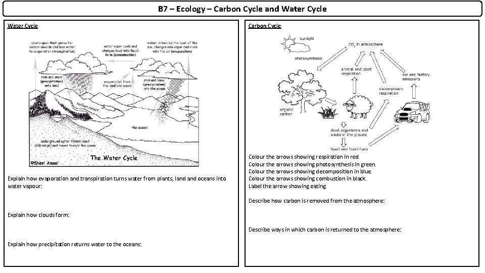 B 7 – Ecology – Carbon Cycle and Water Cycle Carbon Cycle Explain how