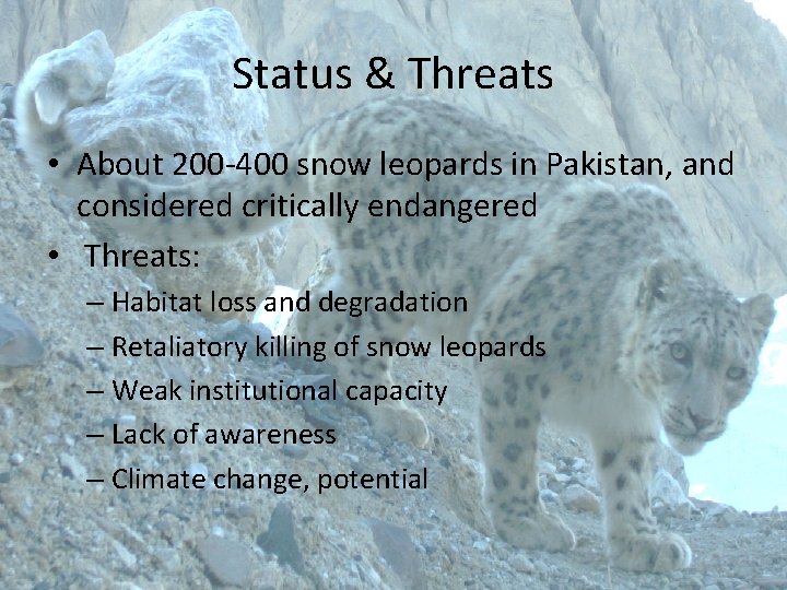 Status & Threats • About 200 -400 snow leopards in Pakistan, and considered critically