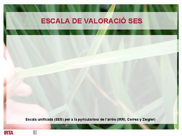 ESCALA DE VALORACIÓ SES Escala unificada (SES) per a la pyriculariosi de l’arròs (IRRI,