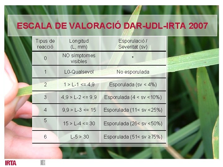 ESCALA DE VALORACIÓ DAR-UDL-IRTA 2007 Tipus de reacció Longitud (L, mm) Esporulació / Severitat