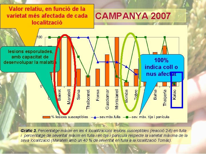 Valor relatiu, en funció de la varietat més afectada de cada localització RESULTATS CAMPANYA