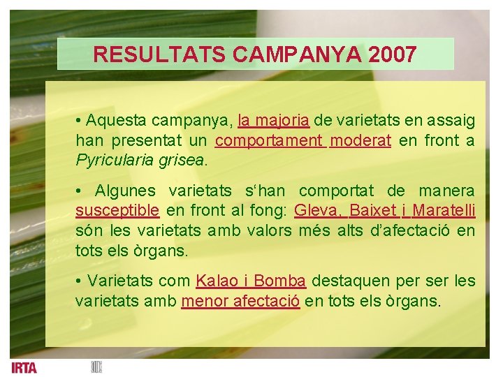 RESULTATS CAMPANYA 2007 • Aquesta campanya, la majoria de varietats en assaig han presentat