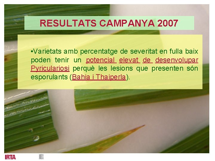 RESULTATS CAMPANYA 2007 • Varietats amb percentatge de severitat en fulla baix poden tenir