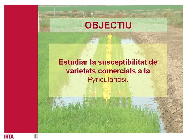 OBJECTIU Estudiar la susceptibilitat de varietats comercials a la Pyriculariosi. 