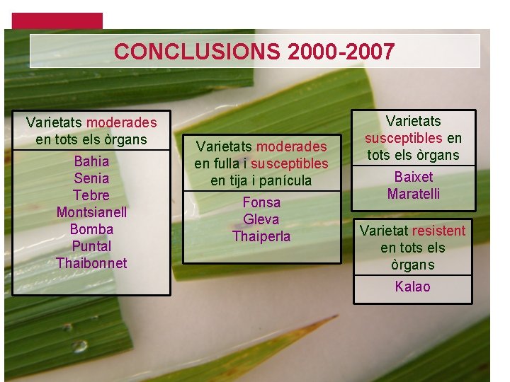 CONCLUSIONS 2000 -2007 Varietats moderades en tots els òrgans Bahia Senia Tebre Montsianell Bomba