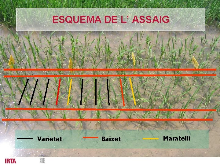 ESQUEMA DE L’ ASSAIG Varietat Baixet Maratelli 