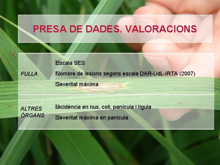 PRESA DE DADES. VALORACIONS � Escala SES FULLA � Nombre de lesions segons escala